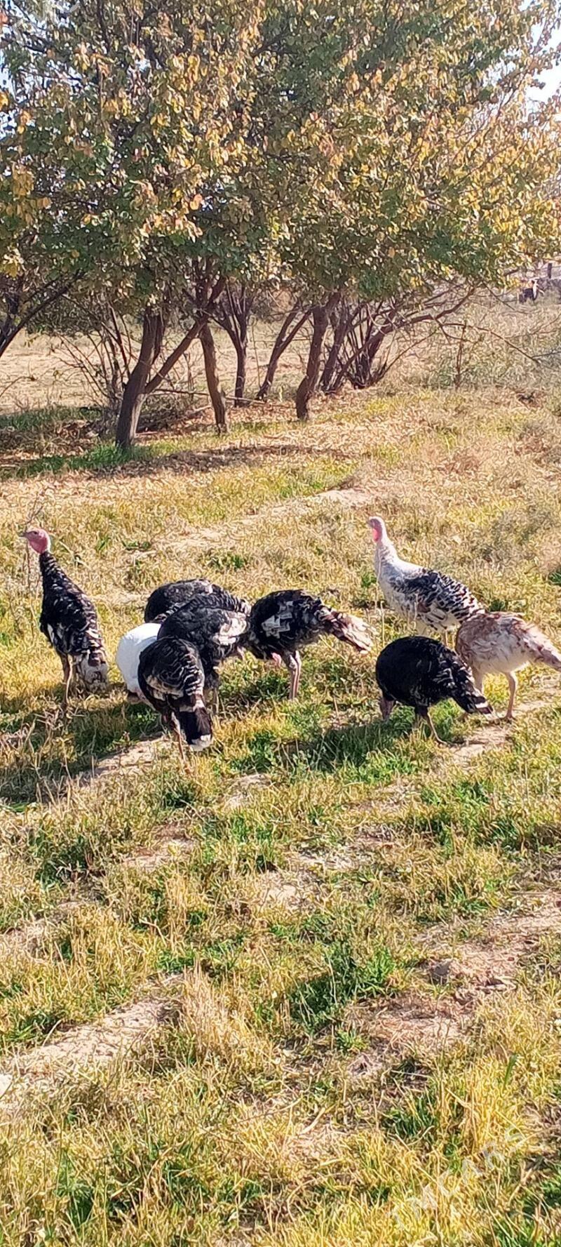 İnduska - Кака - img 4