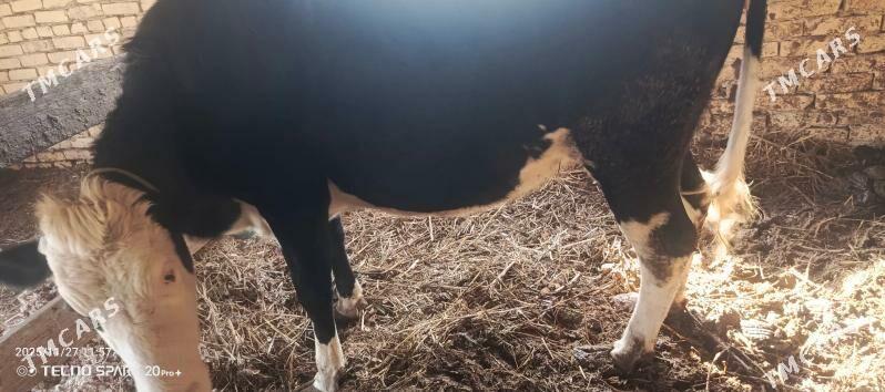 gallsteyn sygyr - Туркменабат - img 3