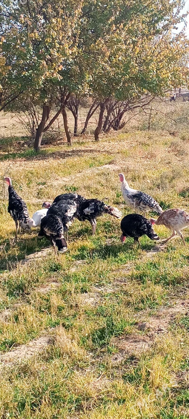 İnduska - Кака - img 7