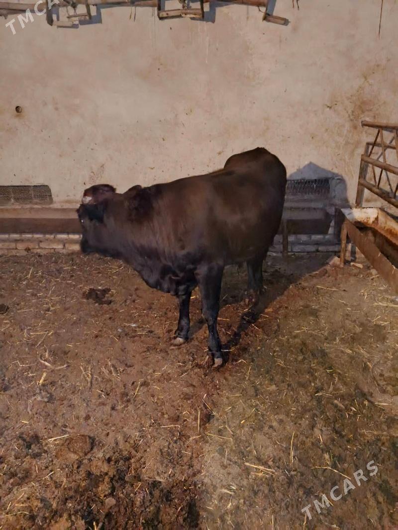 okuz - Türkmenabat - img 3