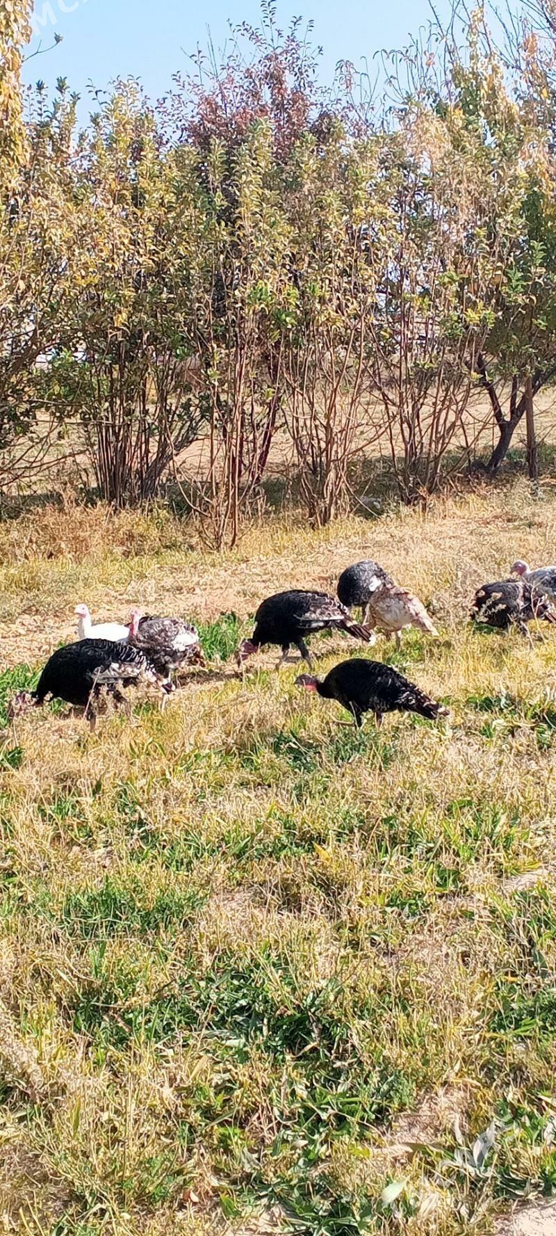 İnduska - Кака - img 2