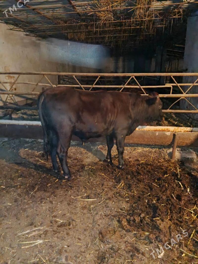 okuz - Türkmenabat - img 1