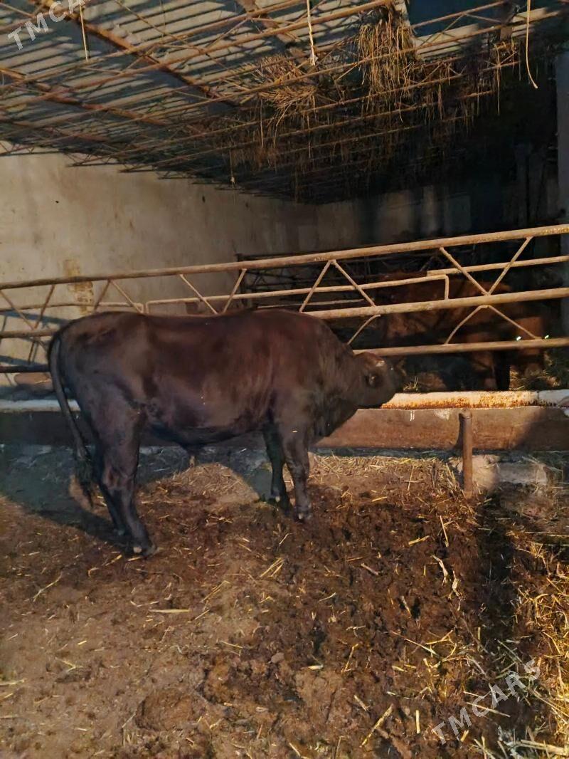 okuz - Türkmenabat - img 2