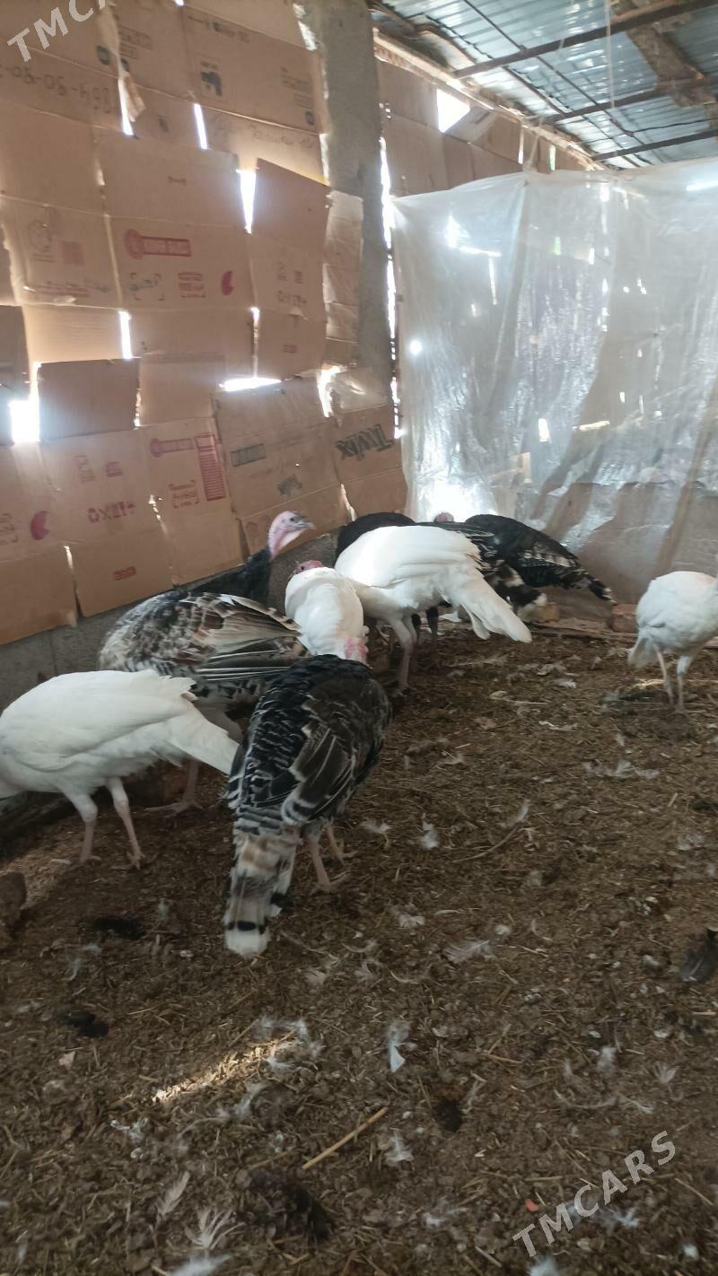 İnduk - Babadaýhan - img 6