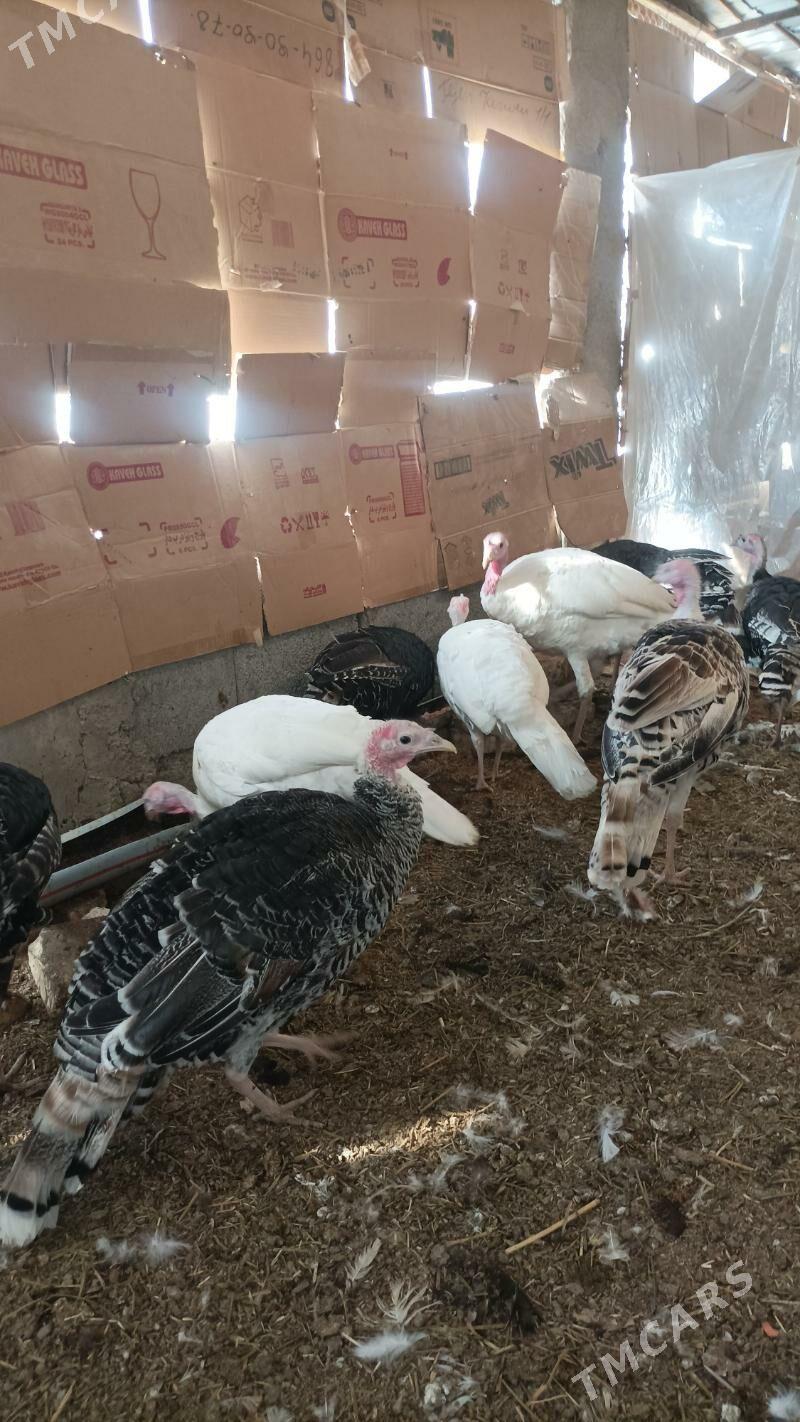 İnduk - Babadaýhan - img 10