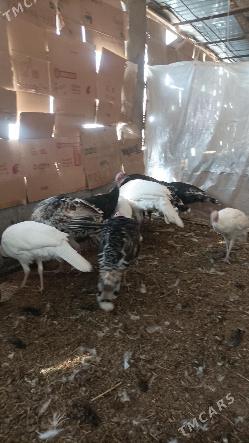 İnduk - Babadaýhan - img 4