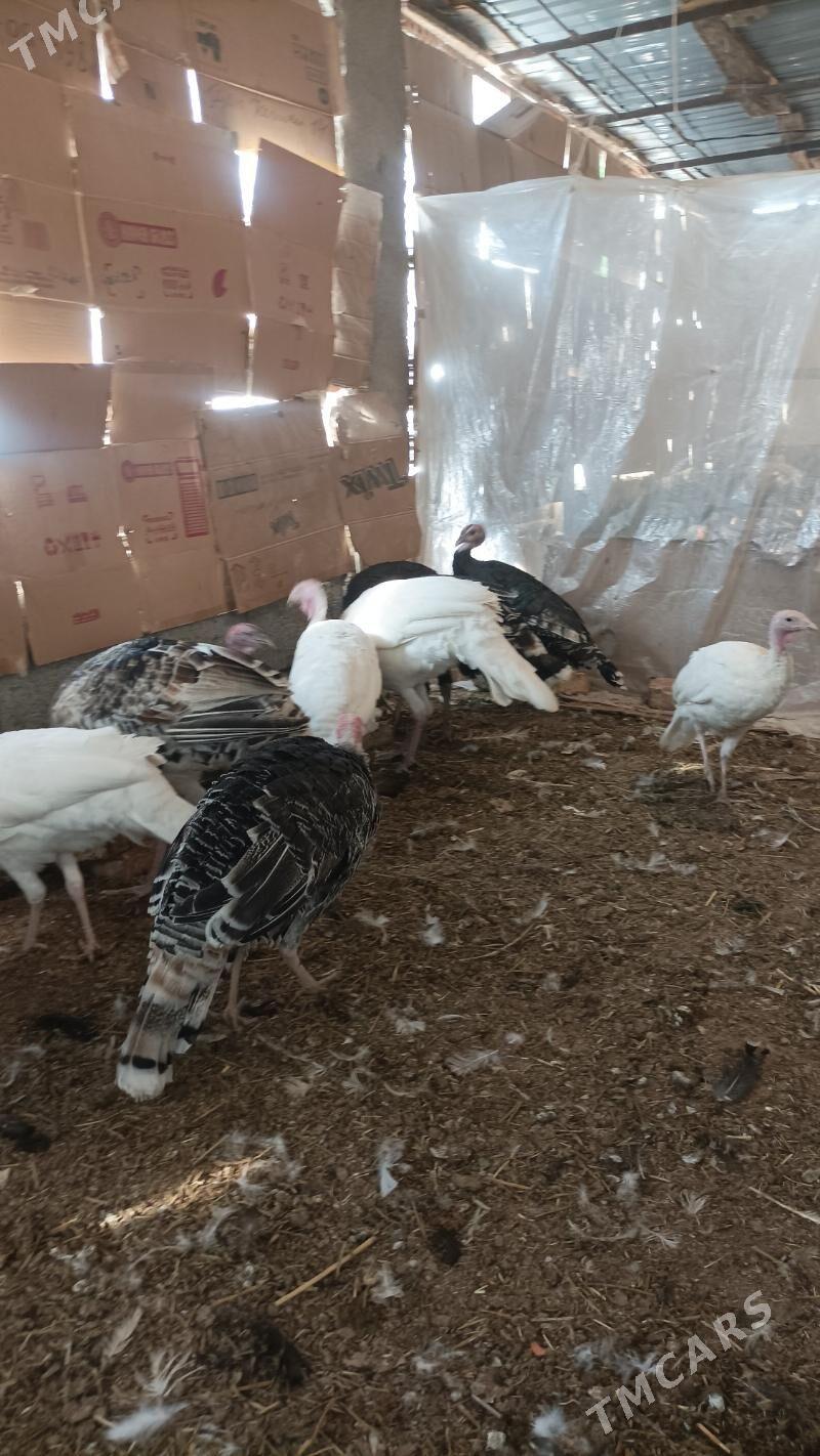 İnduk - Babadaýhan - img 7