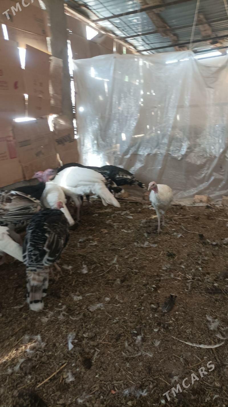 İnduk - Babadaýhan - img 5