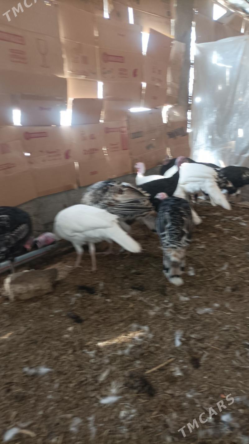 İnduk - Babadaýhan - img 2