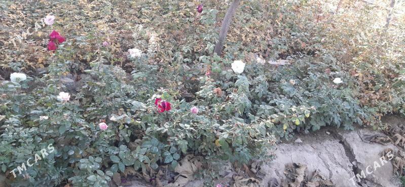 güller - Aşgabat - img 2