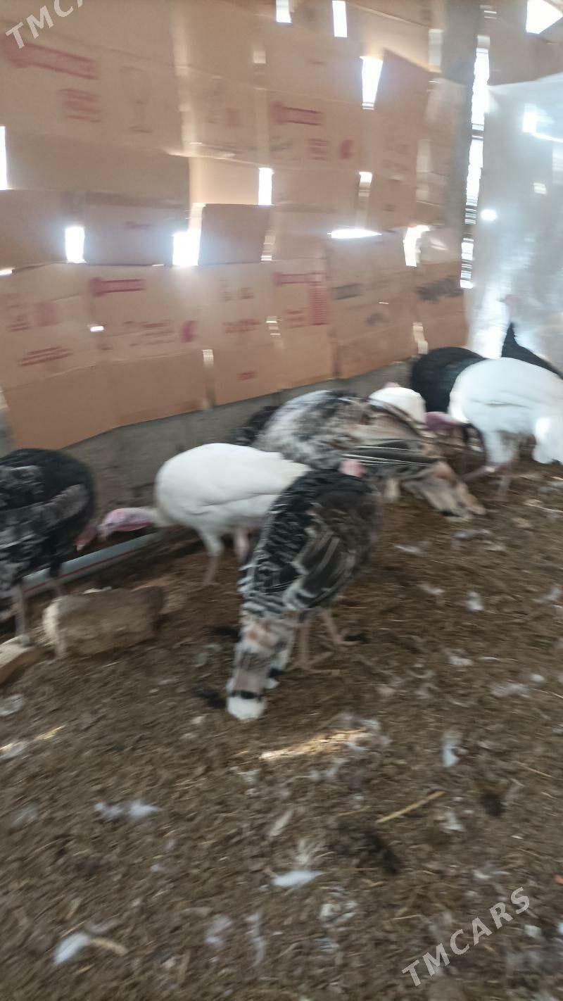 İnduk - Babadaýhan - img 8