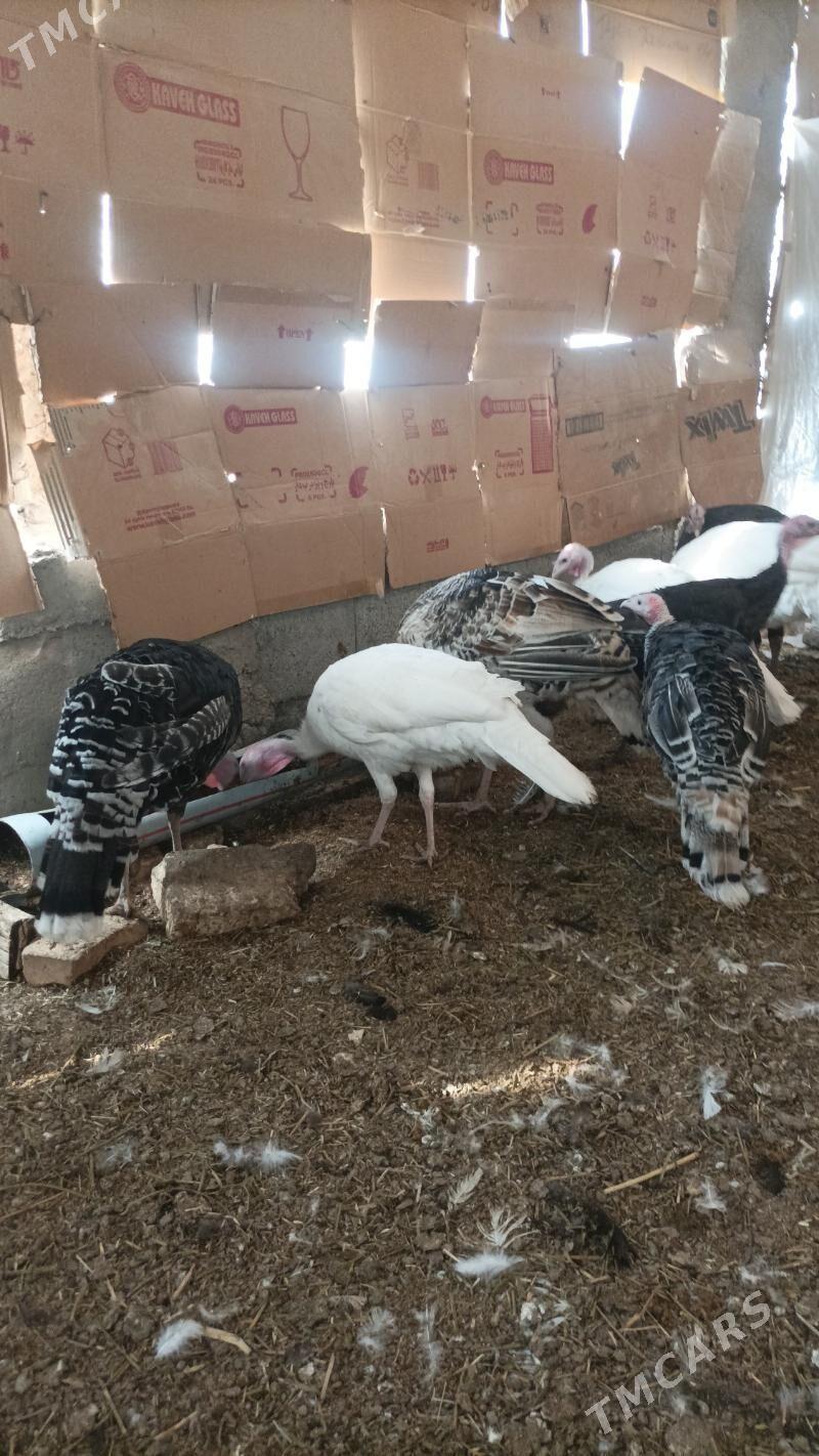 İnduk - Babadaýhan - img 3