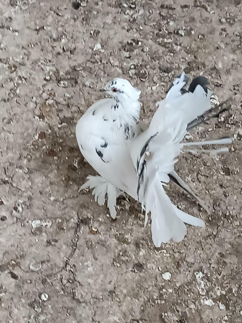 Kepderi - Мары - img 4