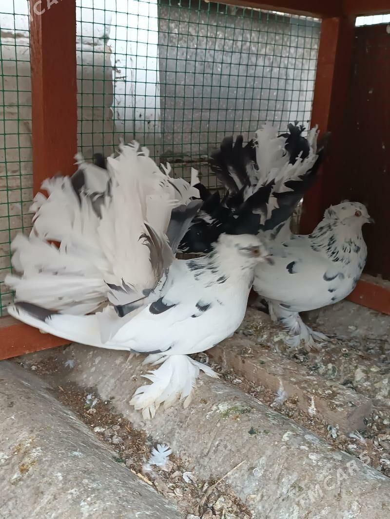 Kepderi - Мары - img 3