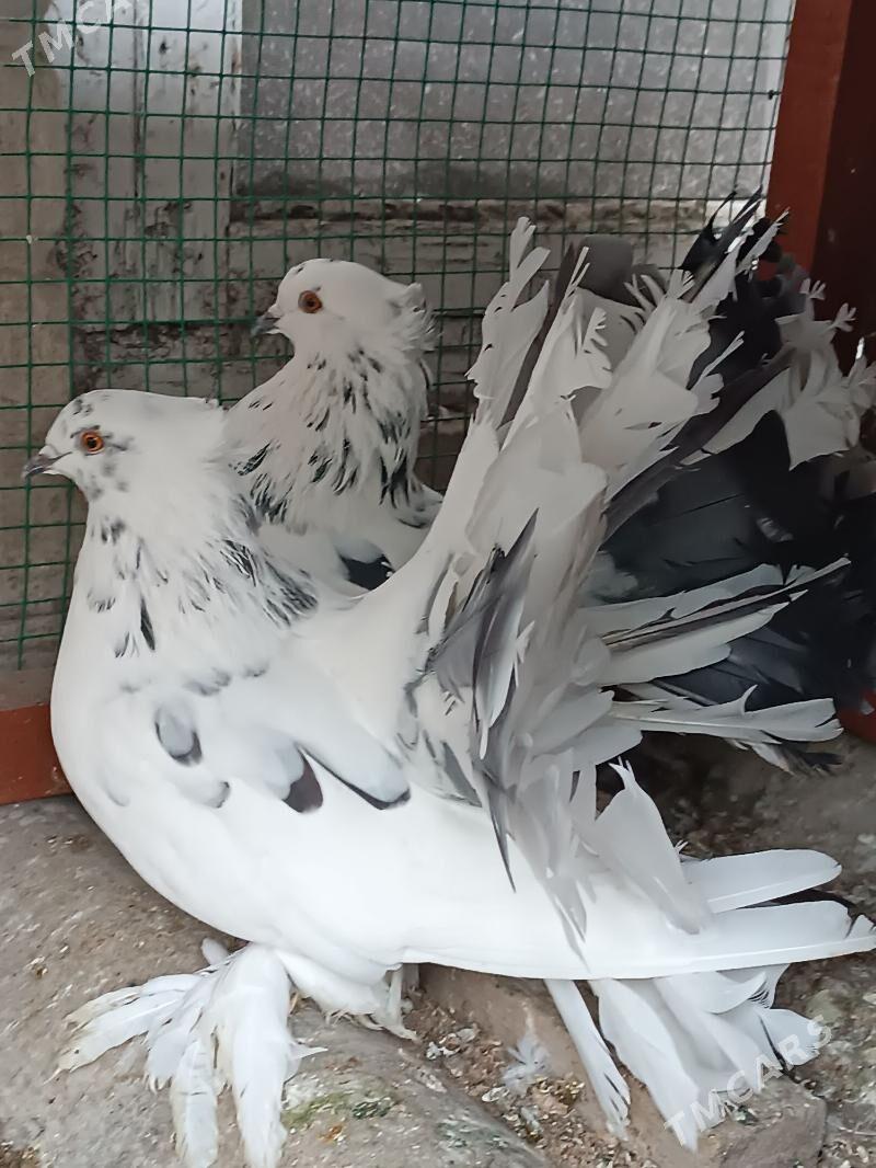 Kepderi - Мары - img 2