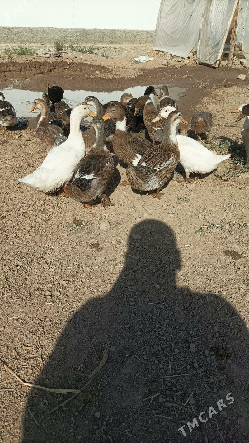 Ordek gak gak - Babadaýhan - img 8