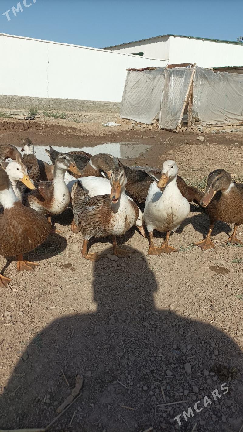 Ordek gak gak - Babadaýhan - img 2