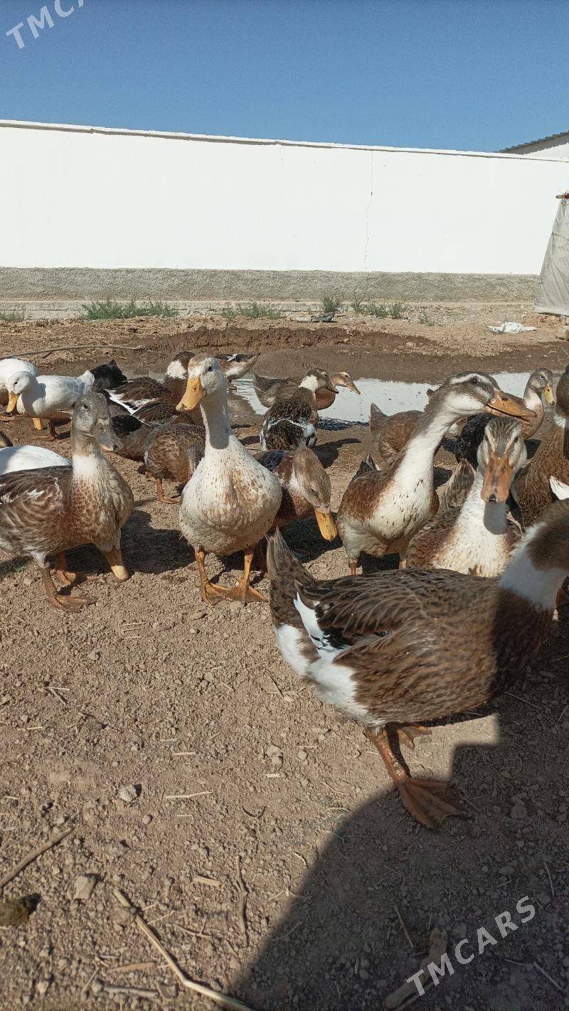 Ordek gak gak - Babadaýhan - img 3