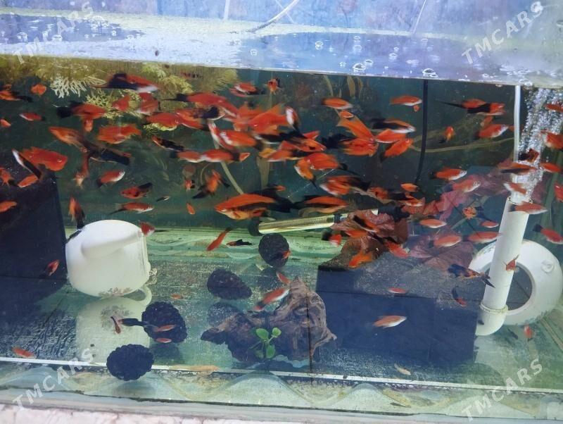 рыбки - Çärjew - img 2