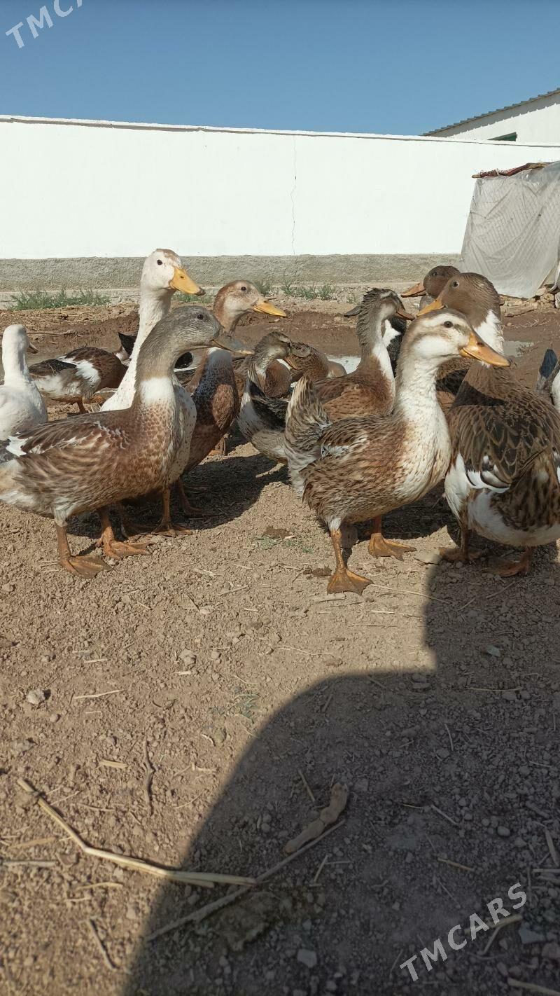 Ordek gak gak - Babadaýhan - img 7