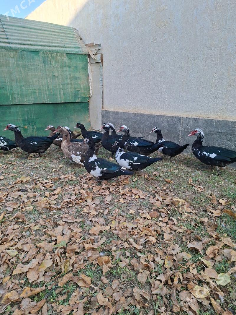 Ördek indagutka - Гёкдепе - img 3