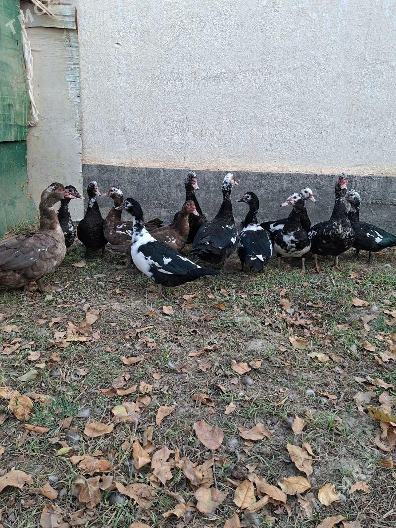 Ördek indagutka - Гёкдепе - img 2