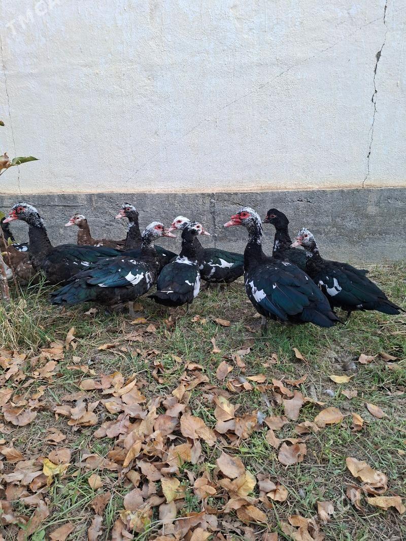 Ördek indagutka - Гёкдепе - img 4