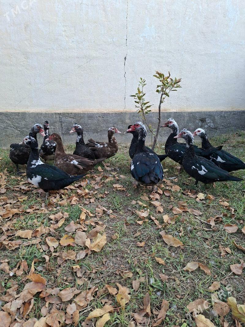 Ördek indagutka - Гёкдепе - img 5