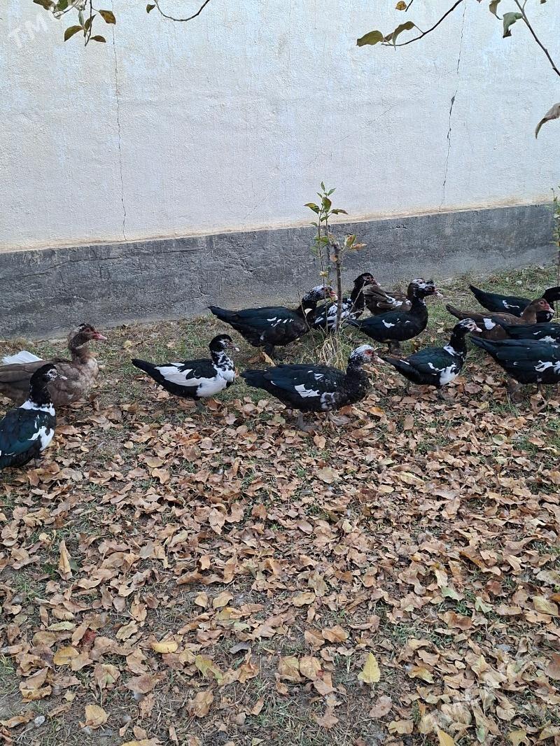 Ördek indagutka - Гёкдепе - img 6