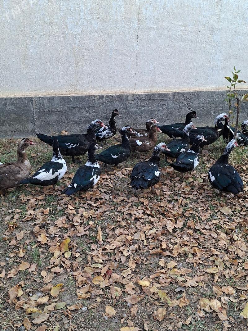 Ördek indagutka - Гёкдепе - img 7