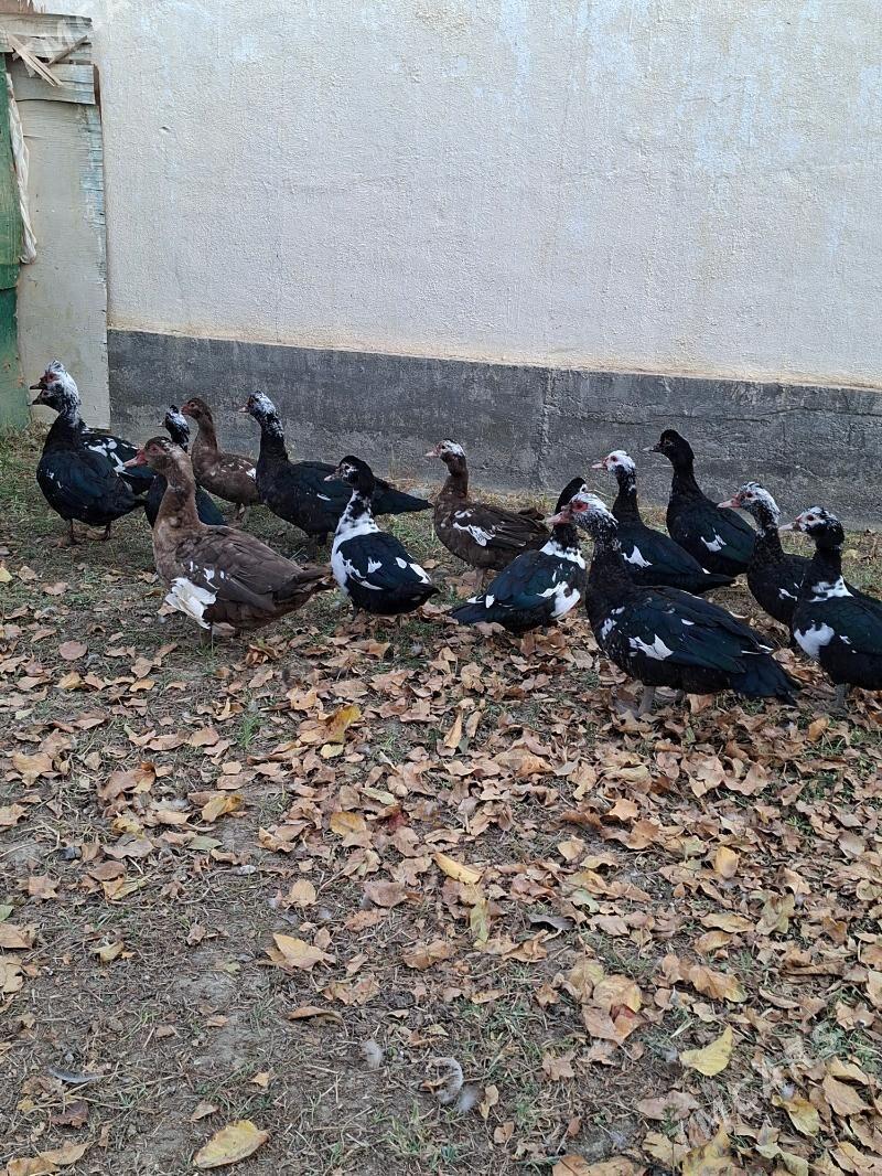 Ördek indagutka - Гёкдепе - img 8