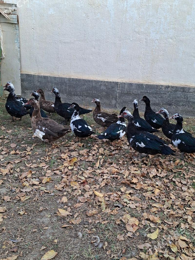 Ördek indagutka - Гёкдепе - img 9