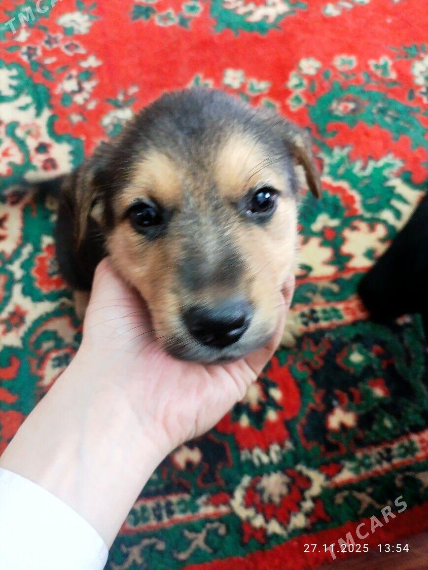 Немецкая овчарка - Ашхабад - img 1