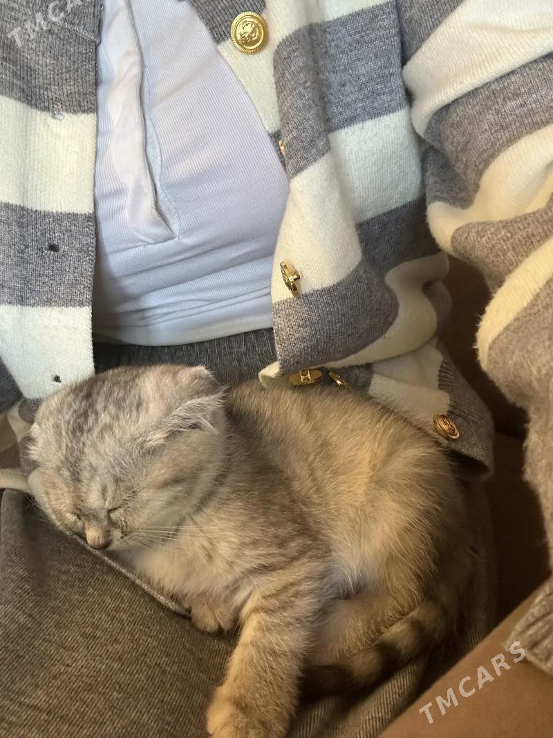 paroda pişik - Parahat 3 - img 2