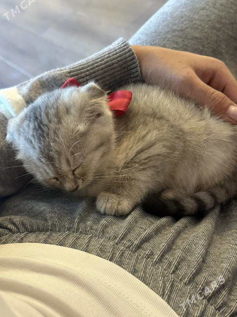 paroda pişik - Parahat 3 - img 4