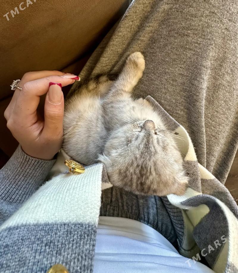 paroda pişik - Parahat 3 - img 3