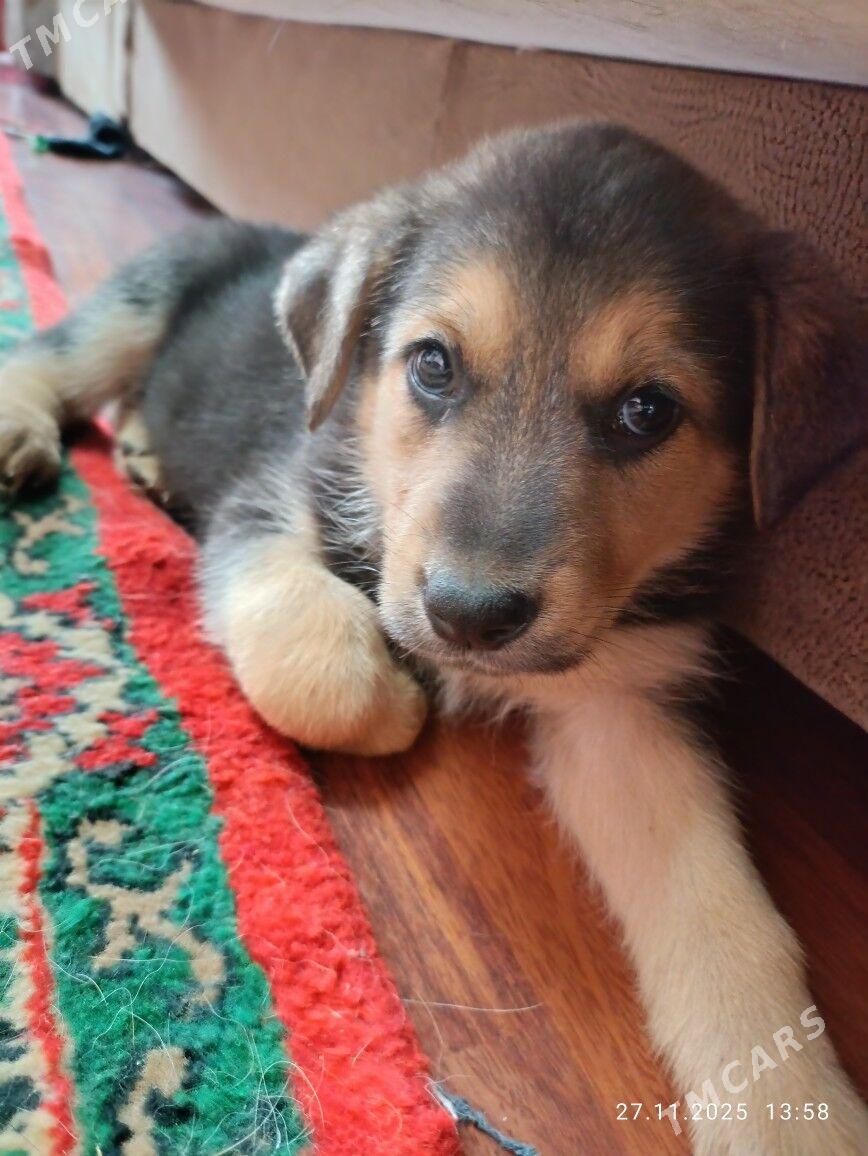 Немецкая овчарка - Ашхабад - img 2