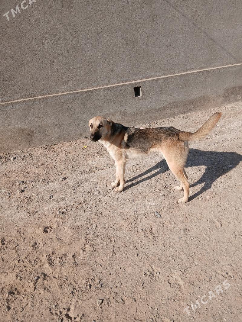 Awçarka - Сакарчага - img 4