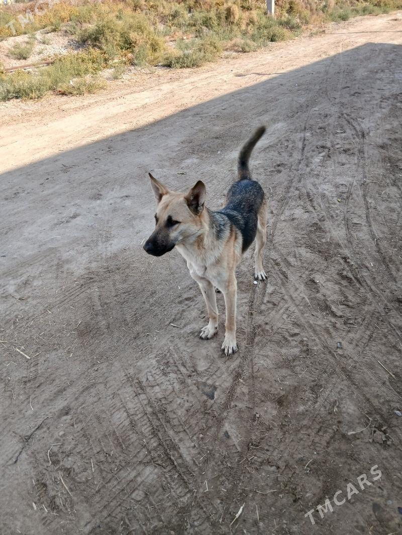 Awçarka - Сакарчага - img 2