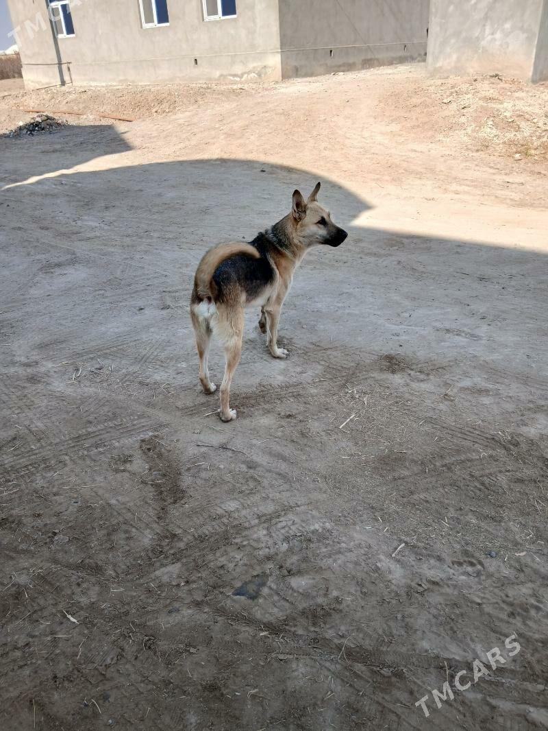 Awçarka - Сакарчага - img 3