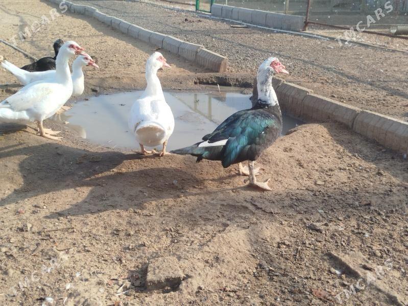 indawutka ordek - Анев - img 3