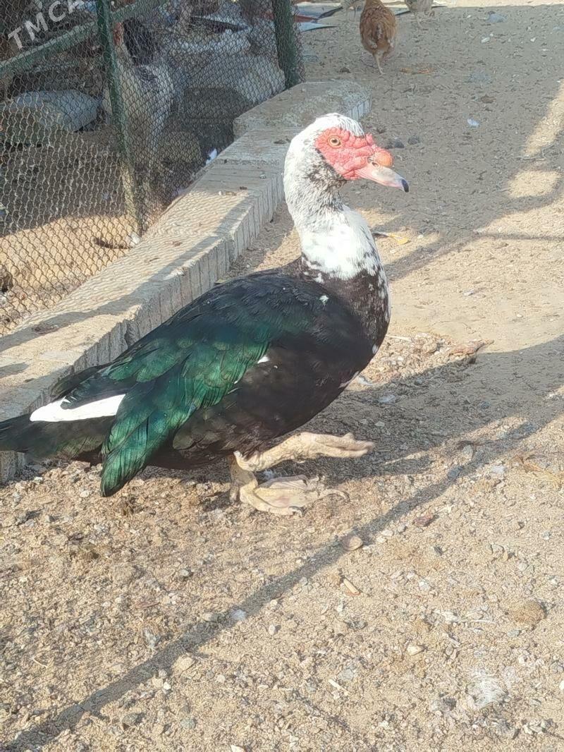 indawutka ordek - Анев - img 2