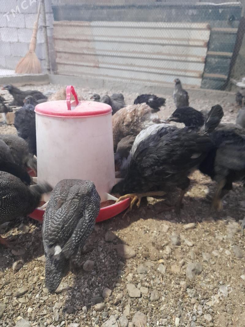 brama,sesarka gigant - Bagyr - img 2