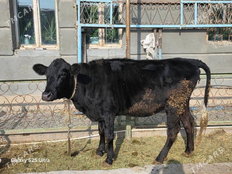 bogaz corny pyostra - Aşgabat - img 6