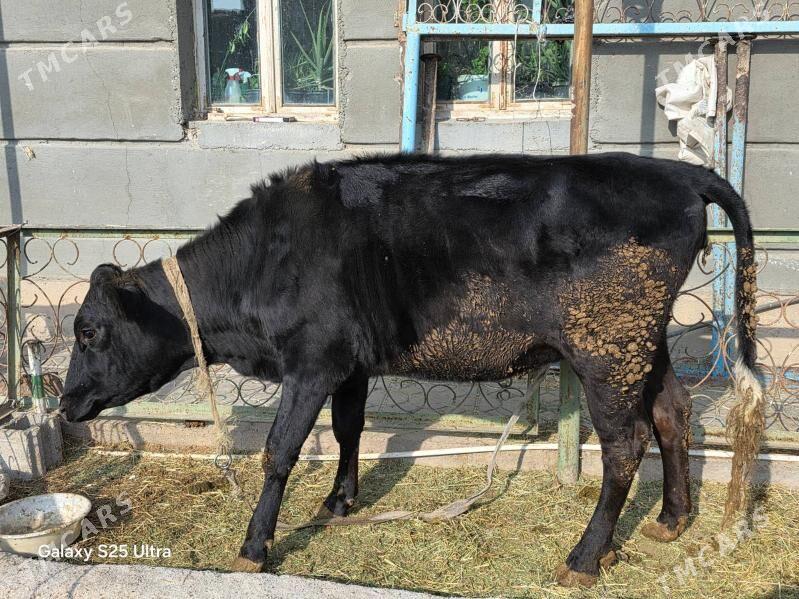 bogaz corny pyostra - Aşgabat - img 5