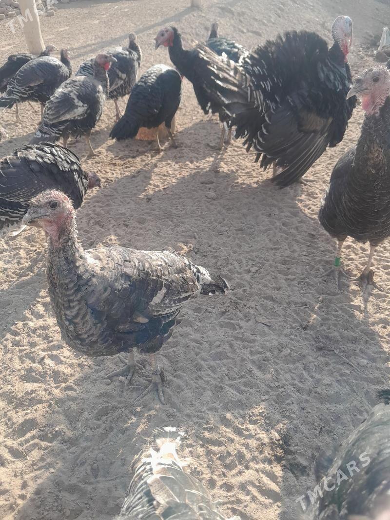 индюк - Görogly (Tagta) - img 2