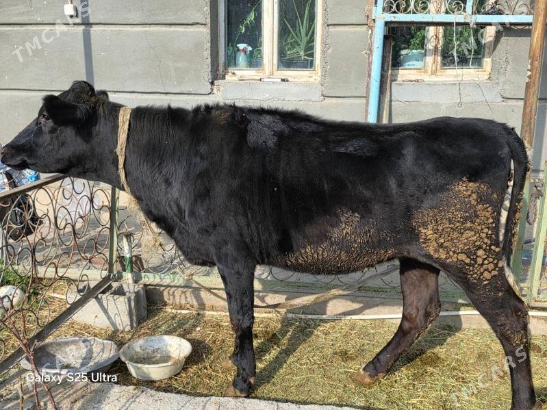 bogaz corny pyostra - Aşgabat - img 3