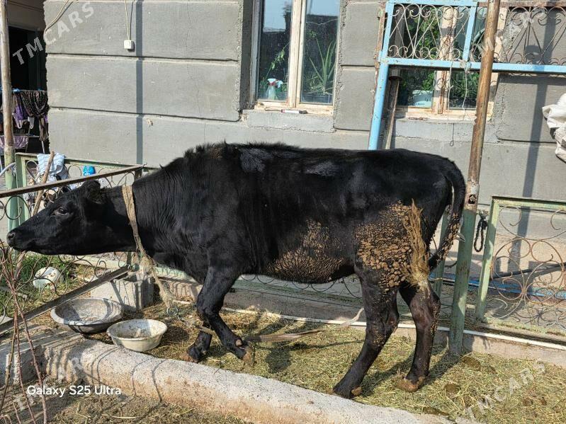 bogaz corny pyostra - Aşgabat - img 4