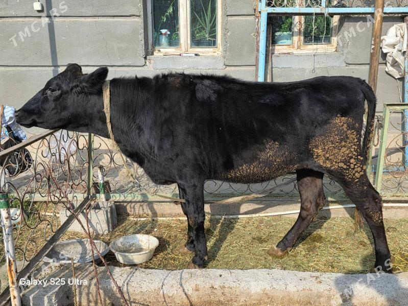 bogaz corny pyostra - Aşgabat - img 2