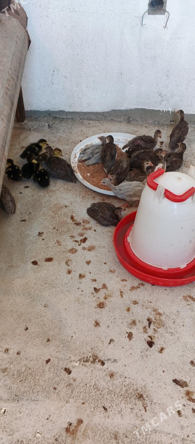 jùje - Гёкдепе - img 2